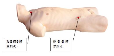 骨髓穿刺训练模型